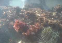 Sphaerococcus coronopifolius