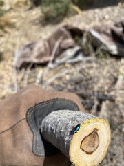 Chrysochus cobaltinus