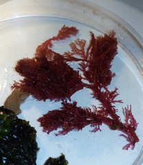 Sphaerococcus coronopifolius