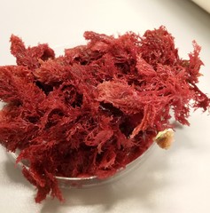 Sphaerococcus coronopifolius