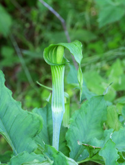 Arisaema serratum
