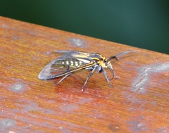Paraethria flavosignata