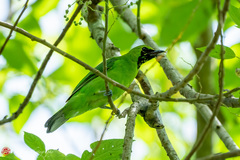 Chloropsis sonnerati