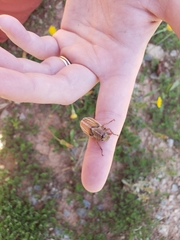 Polyphylla occidentalis