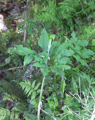 Arisaema serratum