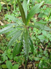 Helwingia chinensis