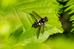 Sericomyia lata