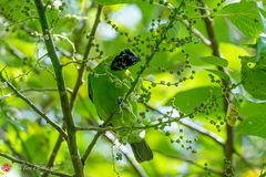 Chloropsis sonnerati