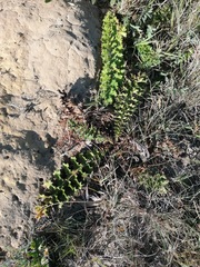 Berkheya carduoides
