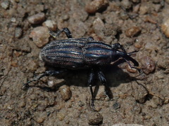 Sphenophorus costipennis