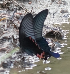 Papilio dialis