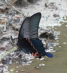 Papilio dialis