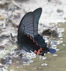 Papilio dialis