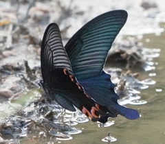 Papilio dialis