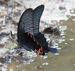 Papilio dialis