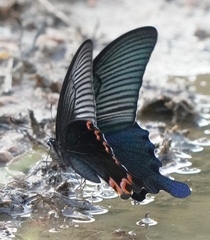 Papilio dialis