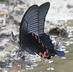 Papilio dialis