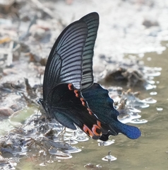 Papilio dialis