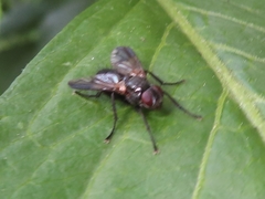 Paykullia maculata