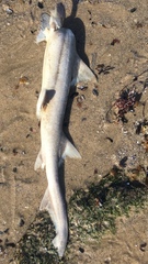 Mustelus palumbes