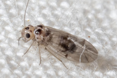 Peripsocus madidus