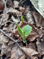 Veronica officinalis