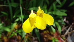 Disa aurata