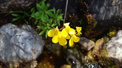 Disa aurata