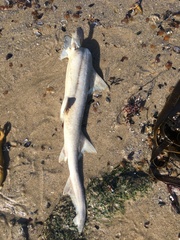 Mustelus palumbes