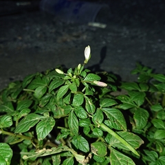 Cleome rutidosperma
