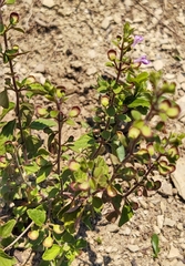 Scutellaria monterreyana