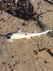 Mustelus palumbes
