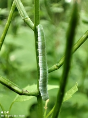 Anthocharis cardamines