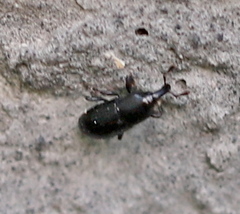 Melanobaris