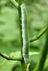 Anthocharis cardamines