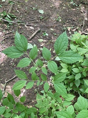 Philadelphus caucasicus