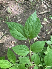 Philadelphus caucasicus