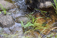 Dulichium arundinaceum