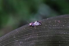 Cacopsylla pulchella