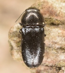 Mastogenius crenulatus