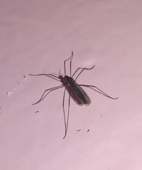 Gnophomyia tristissima