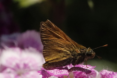 Ochlodes sylvanus