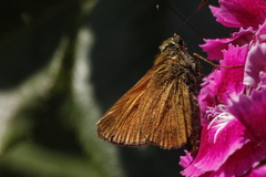 Ochlodes sylvanus