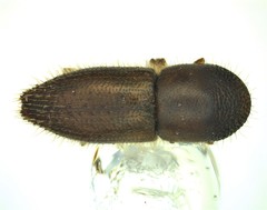 Xyleborinus andrewesi