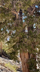 Pinus balfouriana