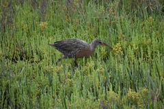 Rallus obsoletus levipes