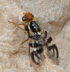 Rhagoletis striatella