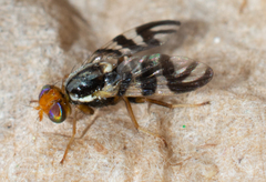 Rhagoletis striatella