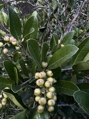Citharexylum mirifolium