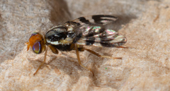 Rhagoletis striatella